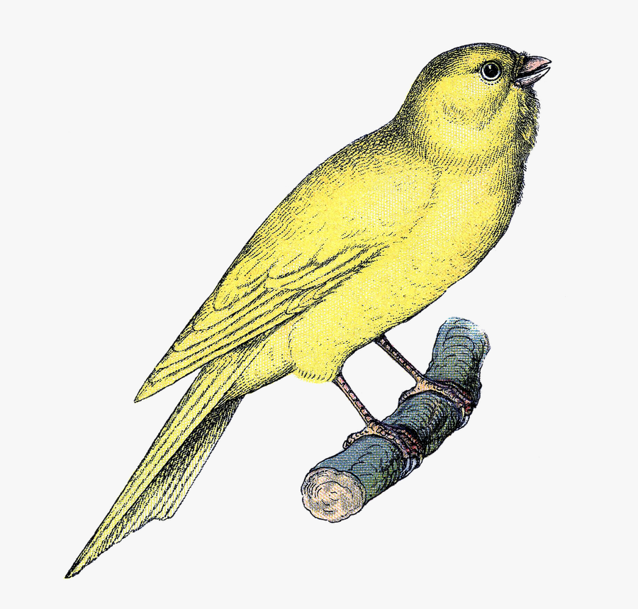 Canary Clipart, Transparent Clipart