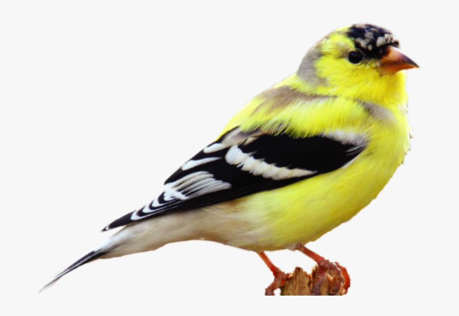 Canary Bird Canary Transparent, Transparent Clipart