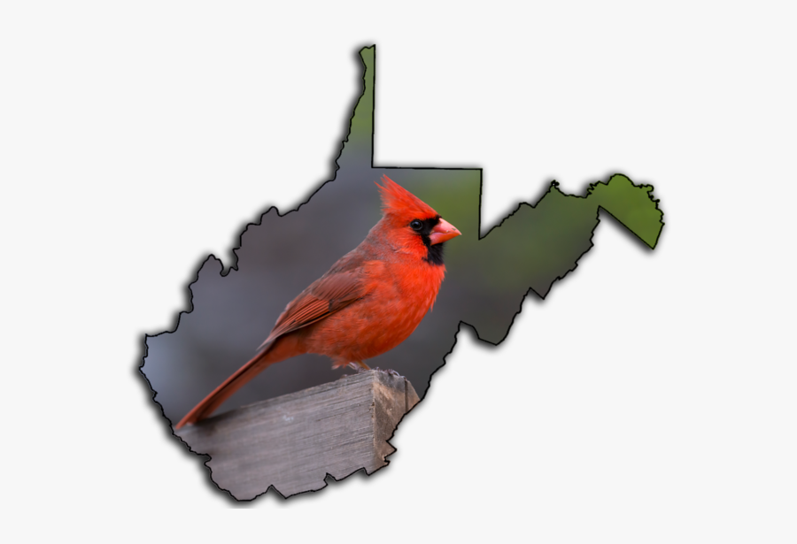 Transparent Cardinal Bird Png - West Virginia State Silhouette, Transparent Clipart