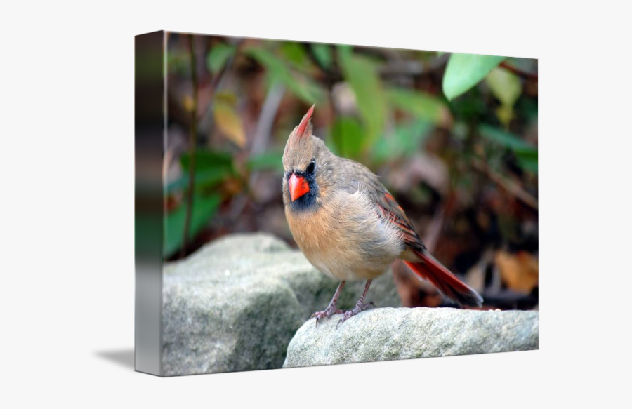 Clip Art Female Cardinal Images - Northern Cardinal, Transparent Clipart