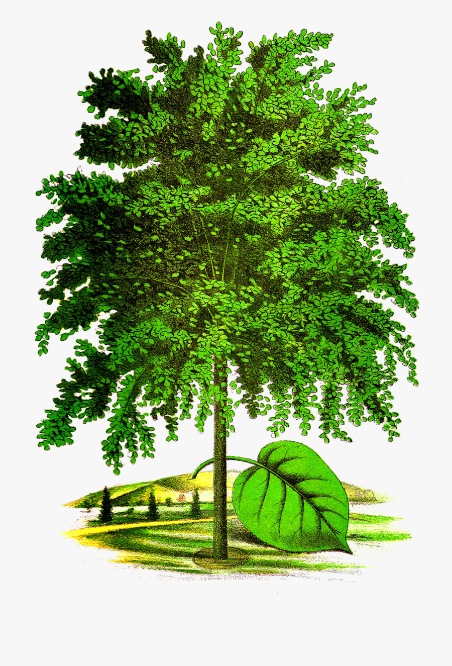 Linde Clipart, Transparent Clipart