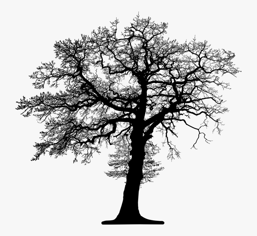 Botany,plant,oak - Phone And Tree, Transparent Clipart