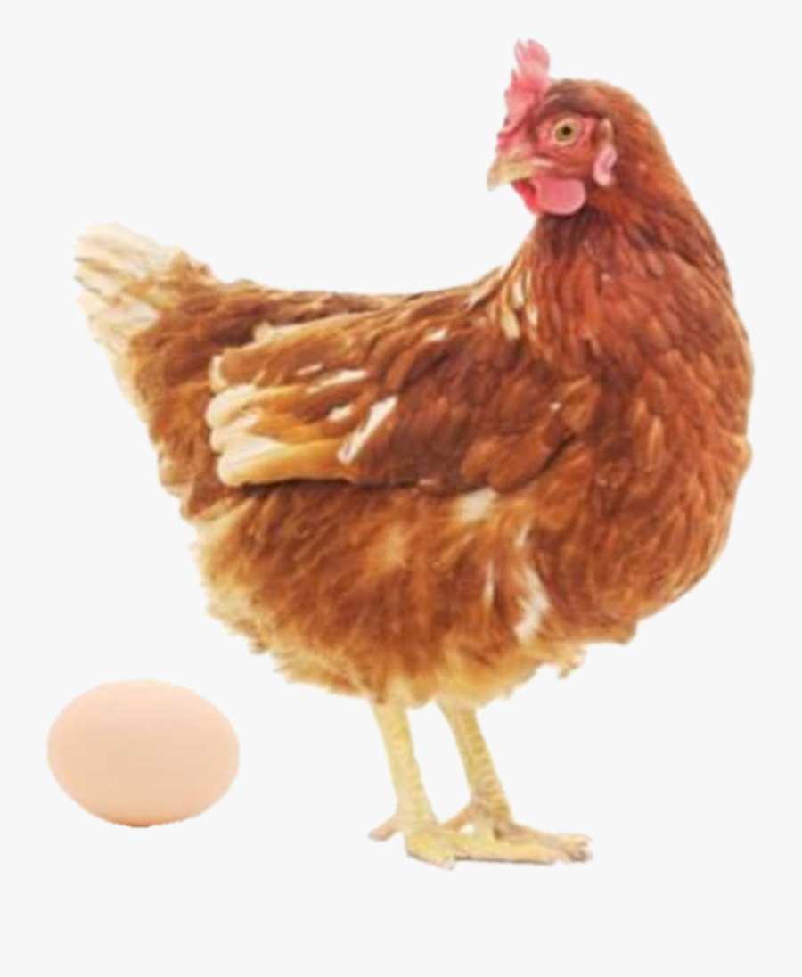 #chicken #egg #hen - Do Eggs Come, Transparent Clipart