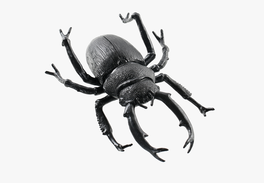 Clip Art Horse Beetle - Escaravelho Png, Transparent Clipart