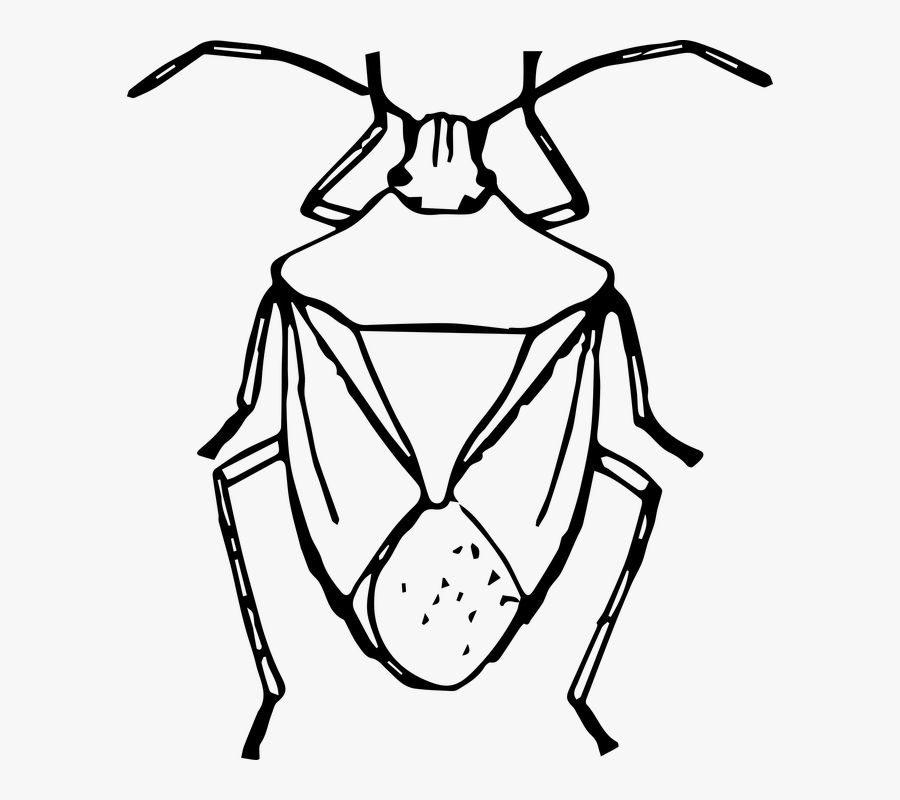 Draw A Stink Bug, Transparent Clipart