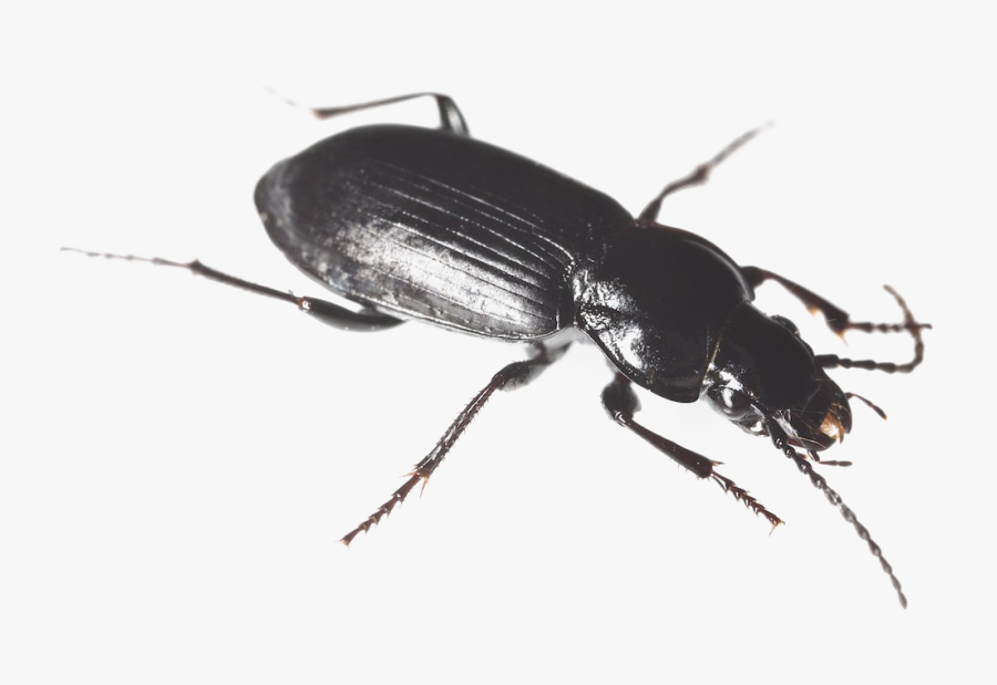 Black Beetle Png Hd - Black Beatles In My House, Transparent Clipart