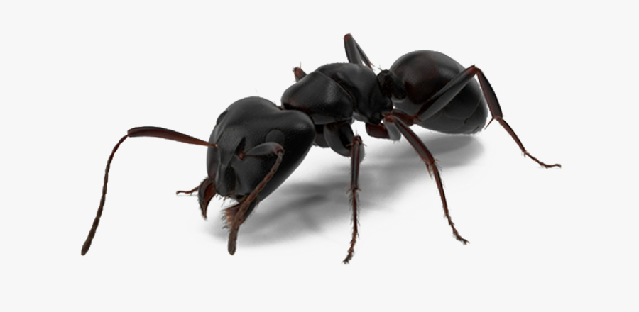 Beetle Transparent Black Australian - Black Ants Transparent Background, Transparent Clipart