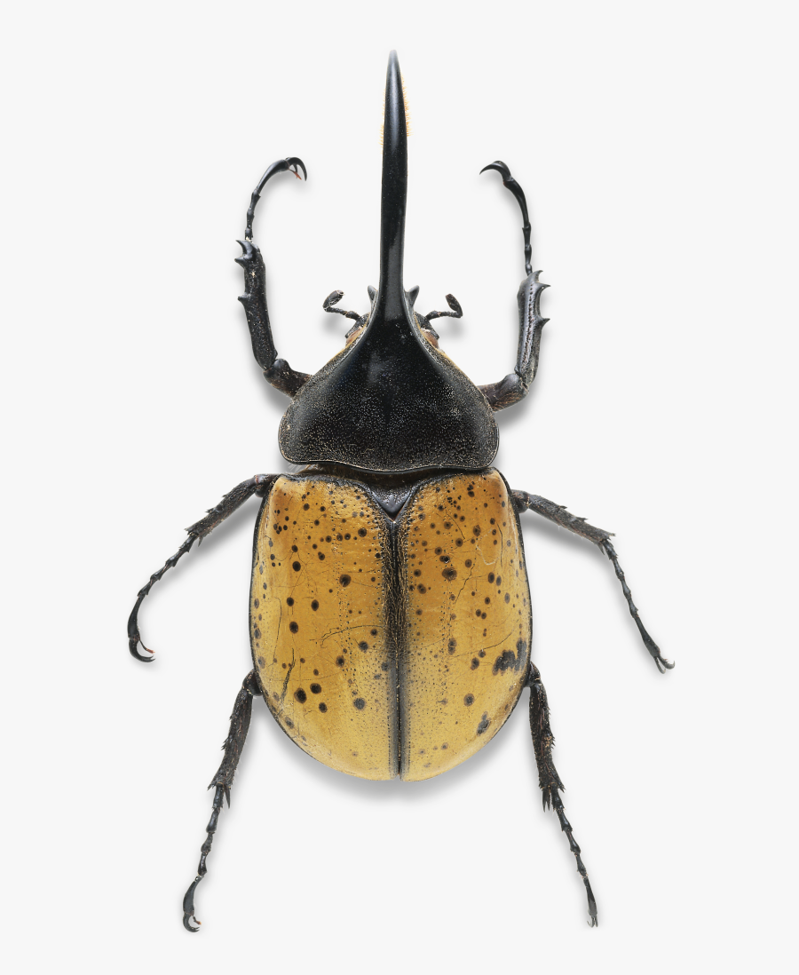 Clip Art Hercules Insects Pinterest And - Types Of Large Beetles, Transparent Clipart