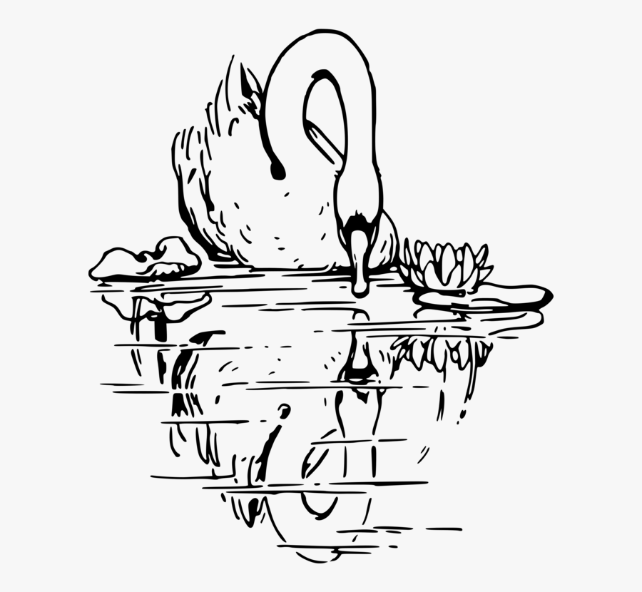 Transparent Swan Clipart Black And White - 2 Swan Drawing, Transparent Clipart