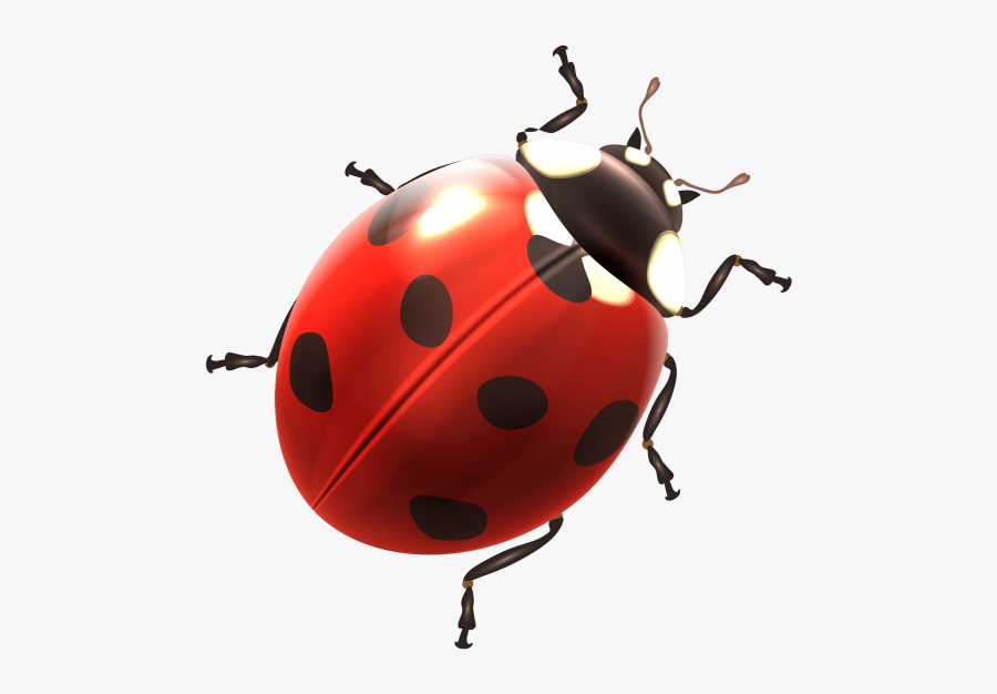 Ladybird Clipart Png Image Free Download Searchpng - Ladybird Png, Transparent Clipart