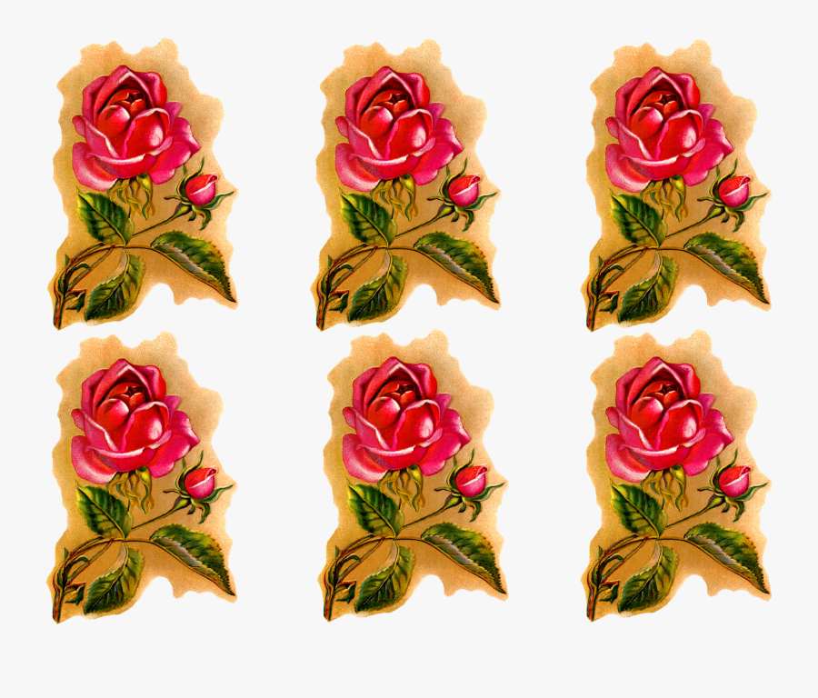 Rose Flower Downloads Clip Art - Garden Roses, Transparent Clipart
