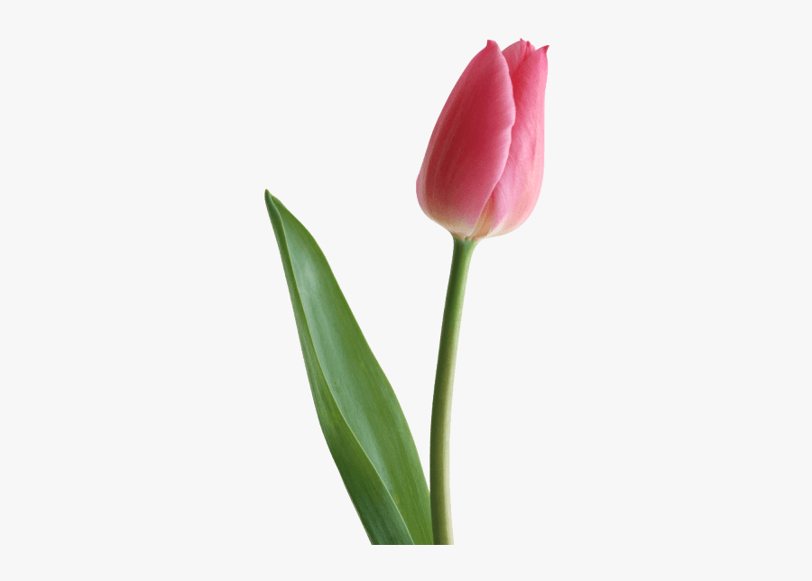 Tulipan Na Dzien Kobietet, Transparent Clipart