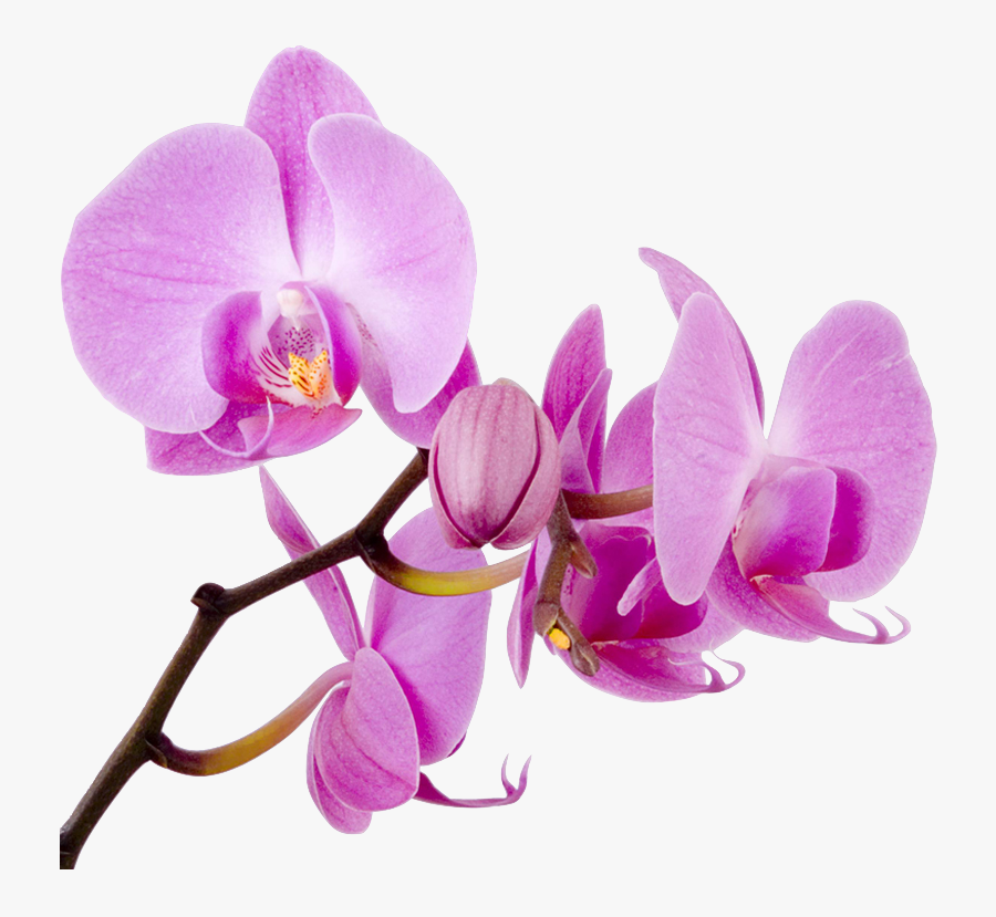 Transparent Orchid Pink Clipart, Transparent Clipart