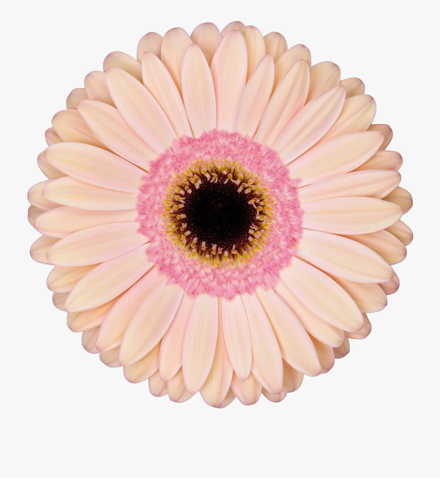 Gerbera Alliance, Transparent Clipart