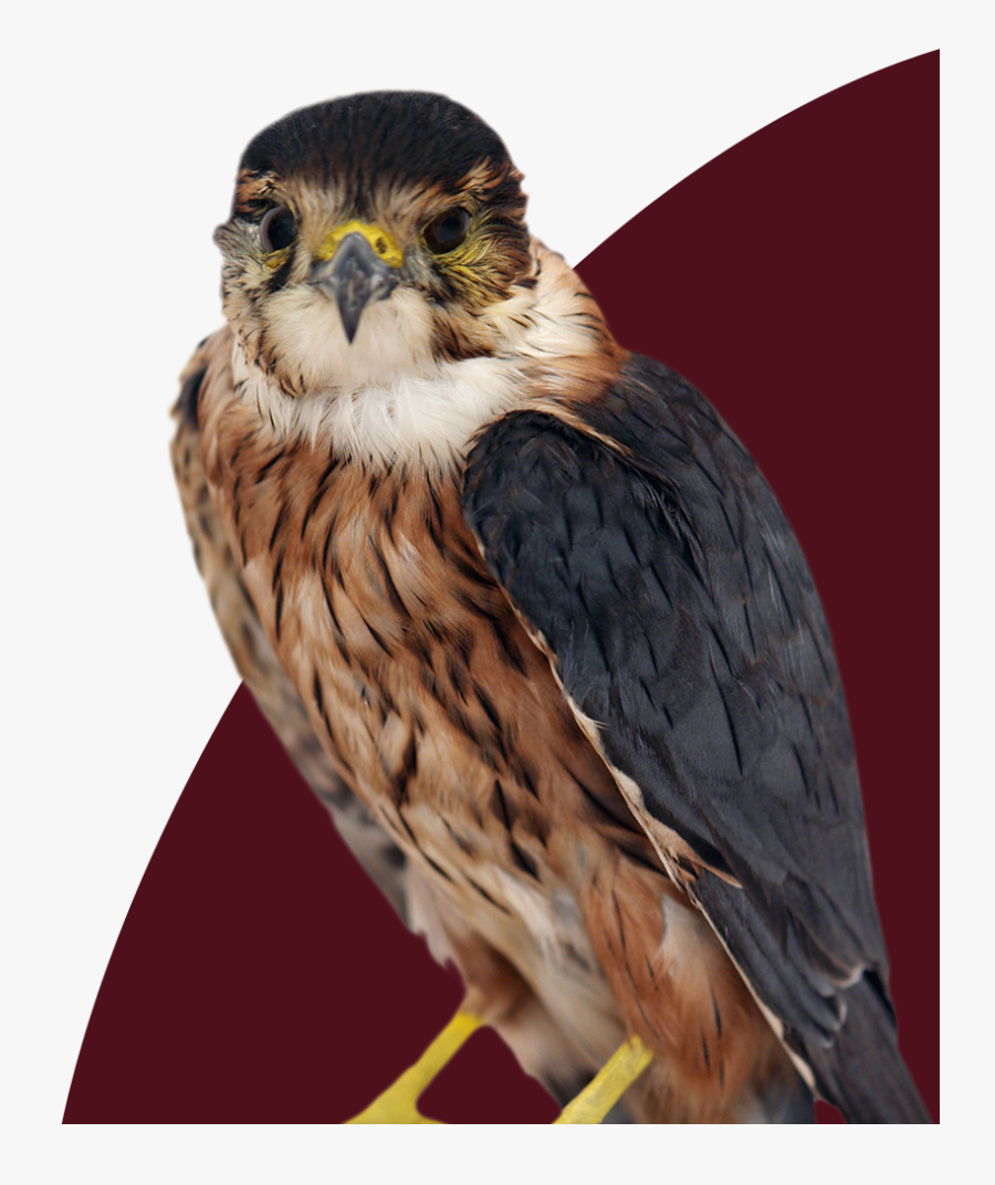 Transparent Science Lab Png - Falcon, Transparent Clipart