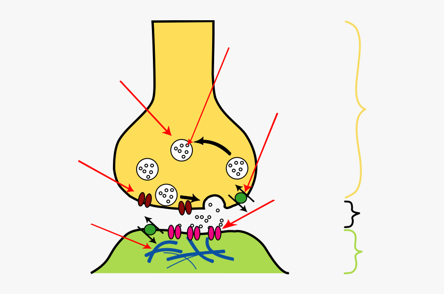 Synapse Diagram, Transparent Clipart