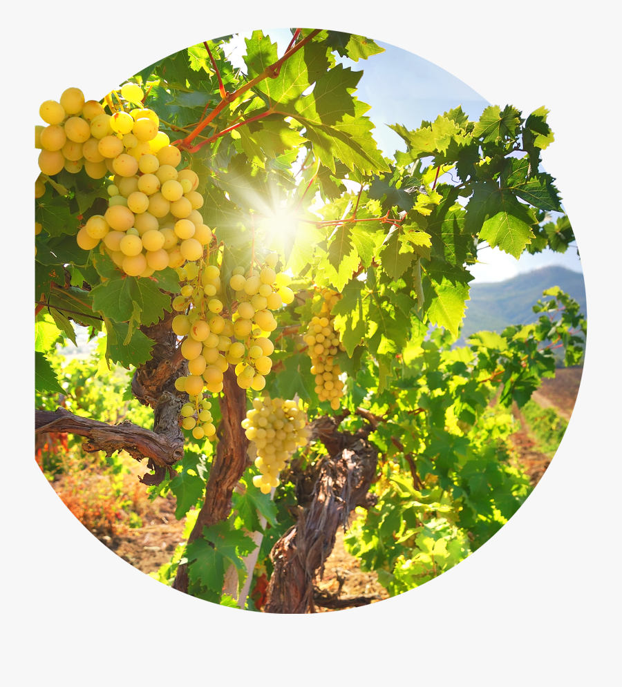 Franciacorta Degustazione, Transparent Clipart