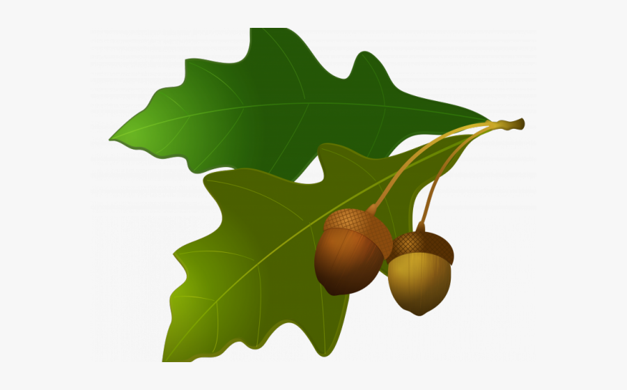 Acorn Tree Leaf Clipart, Transparent Clipart