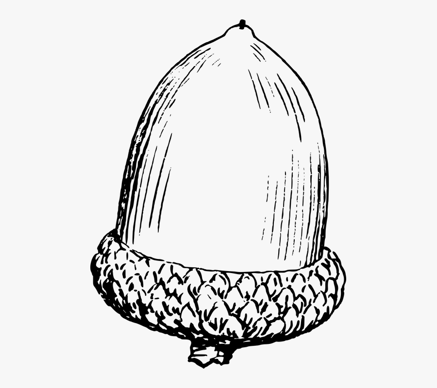 Acorn Squash Black And White Clipart - Nut Black And White Clipart, Transparent Clipart