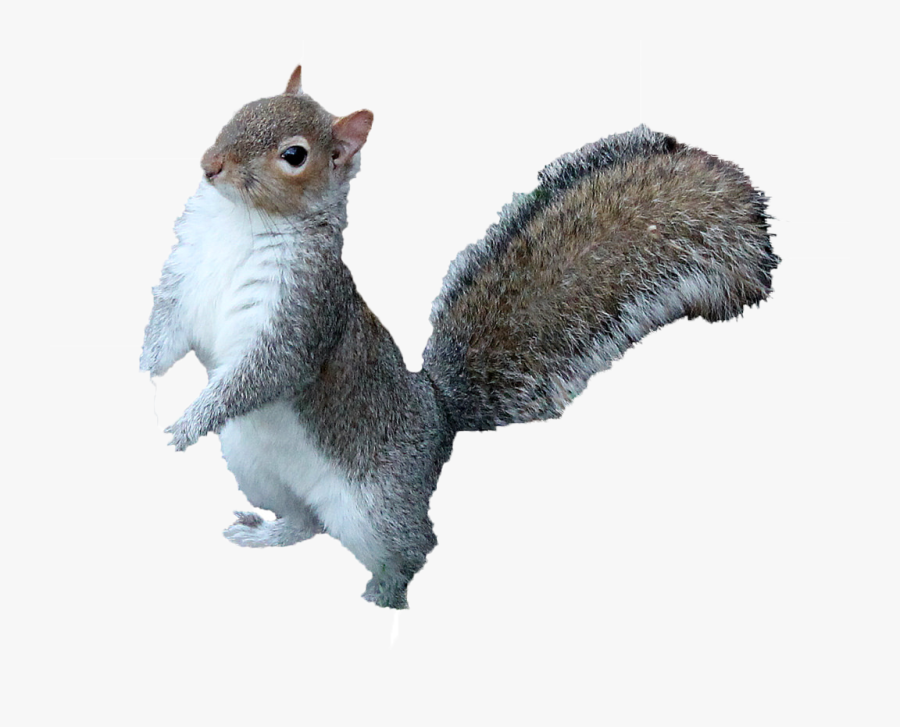 Squirrel Png Free Download - Squirrel Png, Transparent Clipart