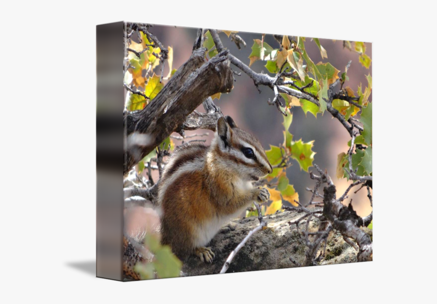 Clip Art Mountain Animals Feeding Wildlife - Eastern Chipmunk, Transparent Clipart