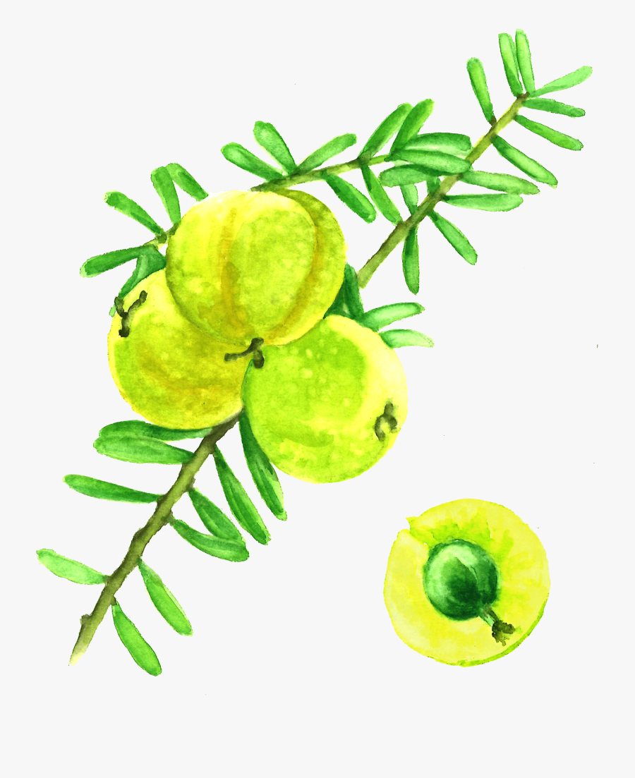 Amla Berries - Phyllanthus Emblica Painting, Transparent Clipart