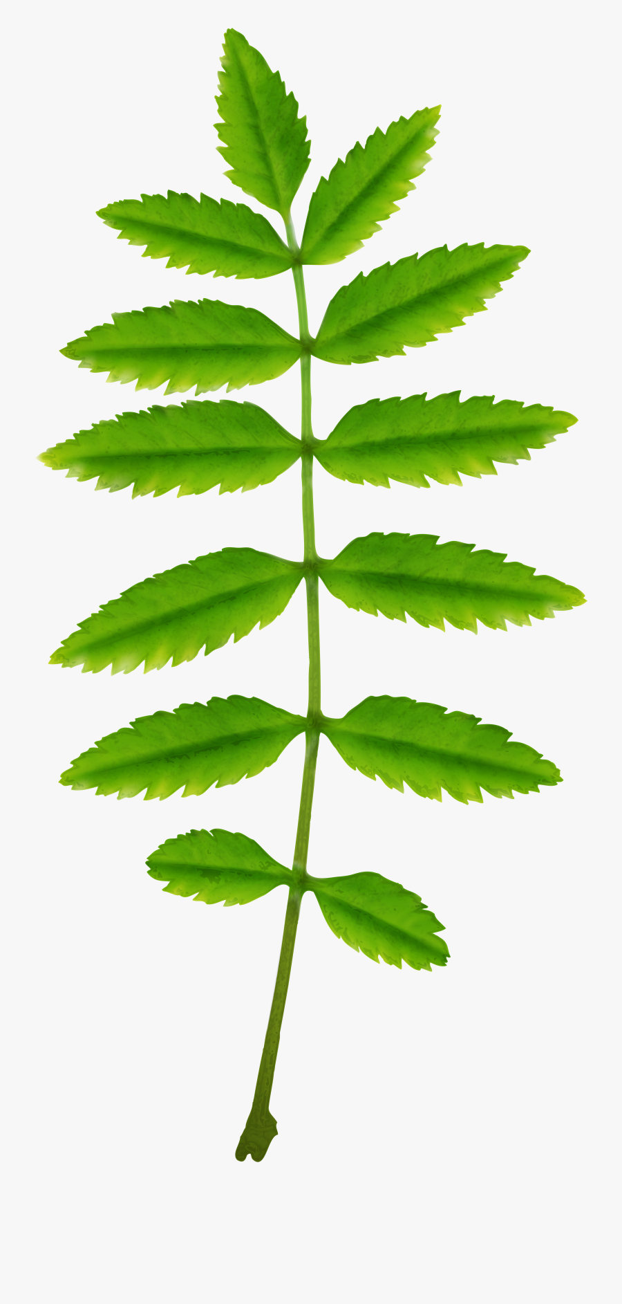 Tree Clipart , Png Download - ورق أخضر سكرابز ورق شجر, Transparent Clipart