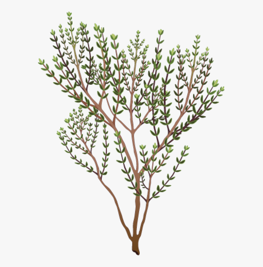 Png Freeuse Library Herb Vector Thyme - Thyme Clipart Png, Transparent Clipart