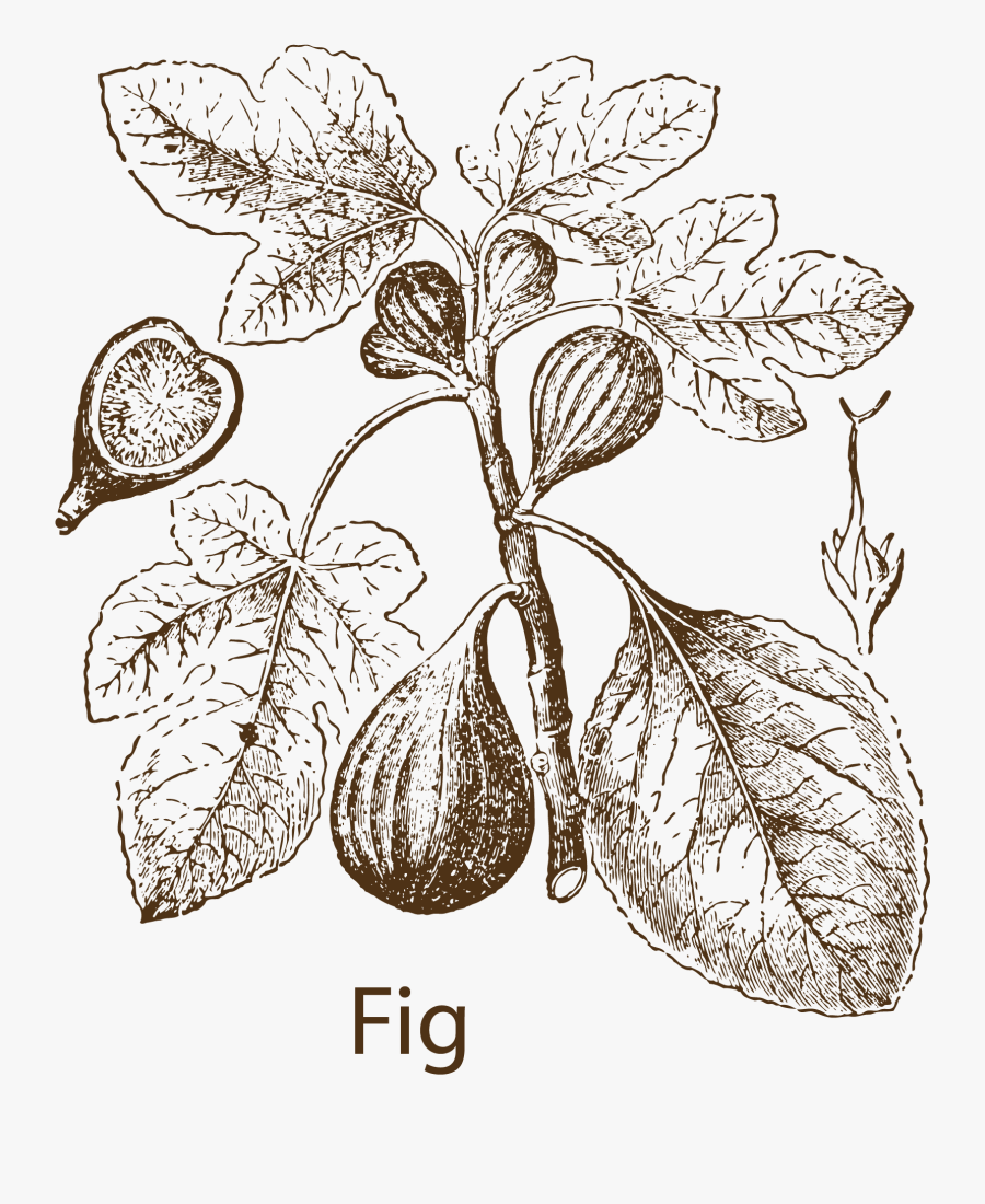 Image Free Stock Herb Vector Black And White - Fig Clip Art, Transparent Clipart