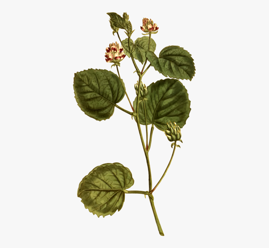 Plant Stem,herb,plant - Psoralea Corylifolia, Transparent Clipart