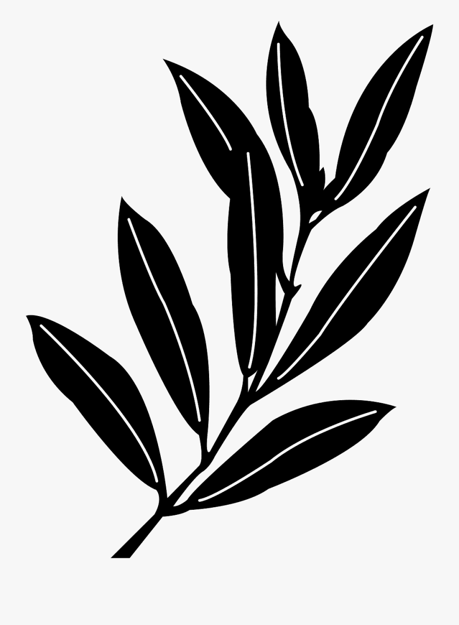 Folha De Oliveira Desenho, Transparent Clipart