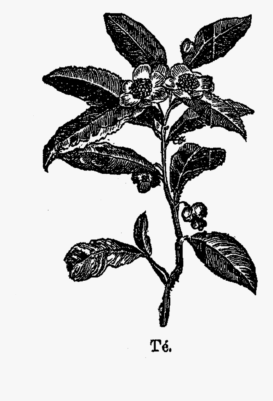 Coffee Tree Vintage Free, Transparent Clipart