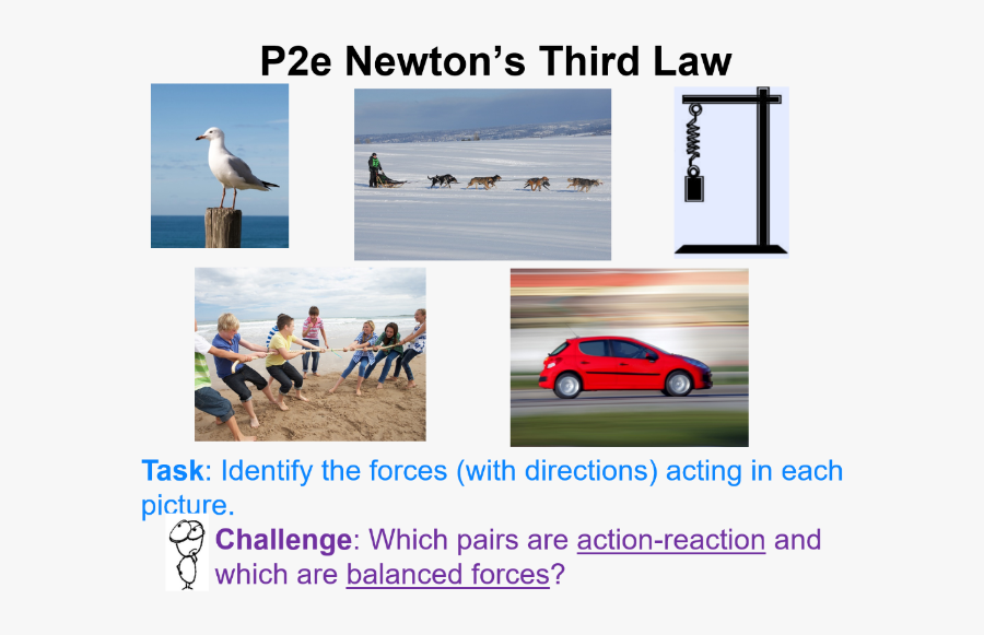 Seabird, Transparent Clipart