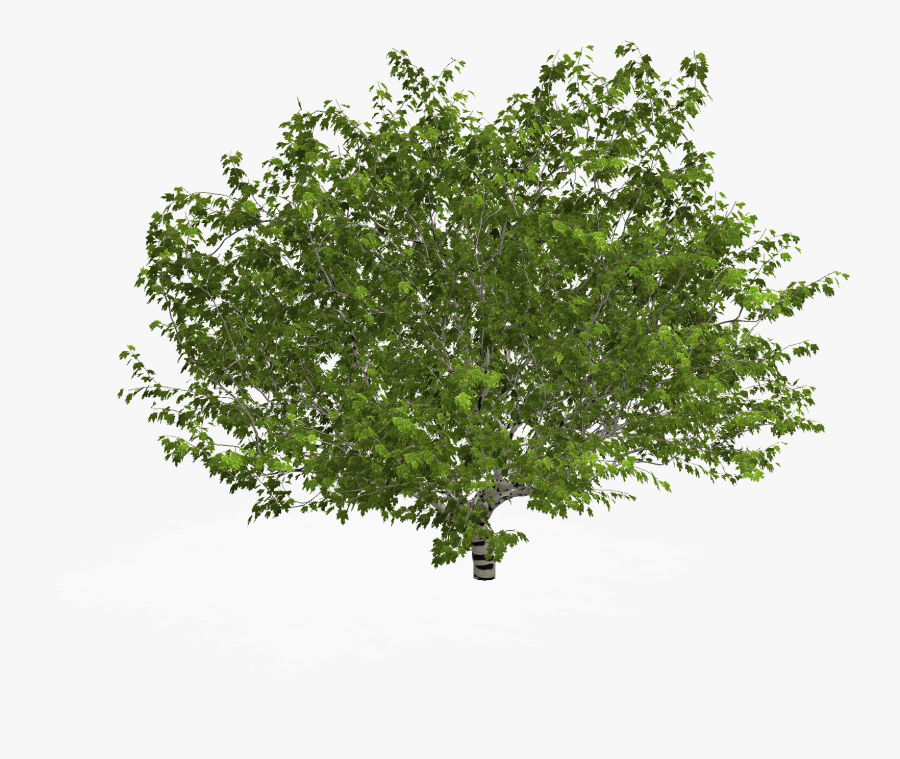 Arbol En Planta Png, Transparent Clipart