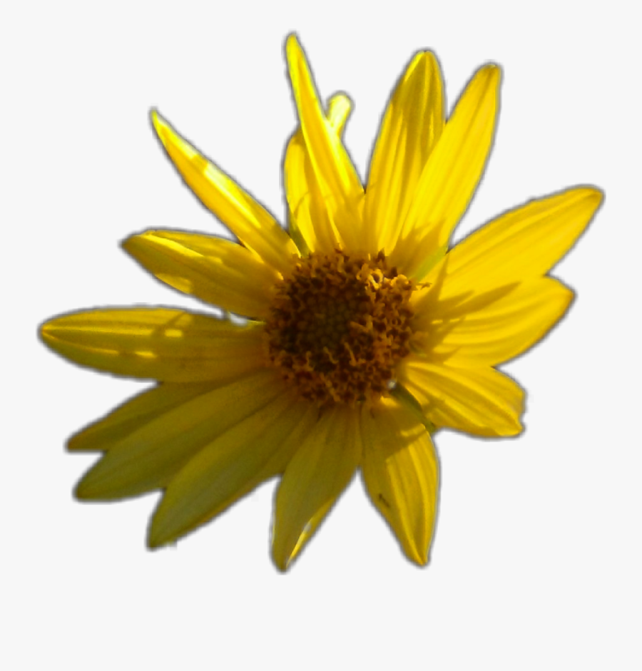 Clip Art Blooming Artichoke - Sunflower, Transparent Clipart