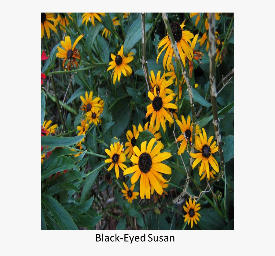 Clip Art Blooming Artichoke - Black-eyed Susan, Transparent Clipart