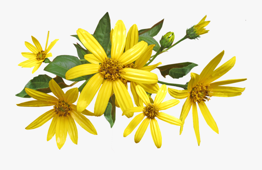 Clip Art Blooming Artichoke - African Daisy, Transparent Clipart