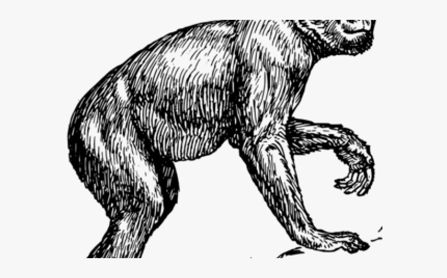 Ape, Transparent Clipart