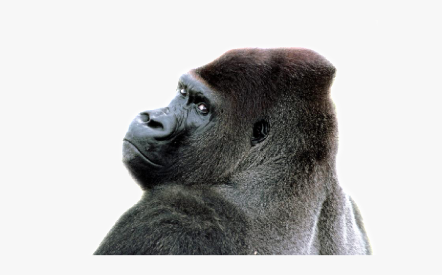 Sara P Sagittal Crest Gorilla - Silverback Gorilla, Transparent Clipart