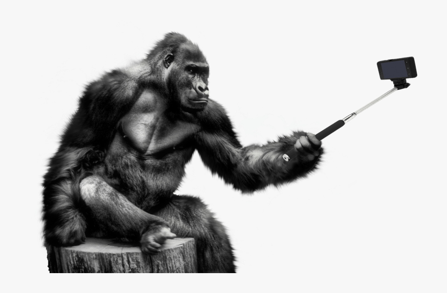 Gorilla Portable Network Graphics Transparency Clip - Gorilla Png, Transparent Clipart