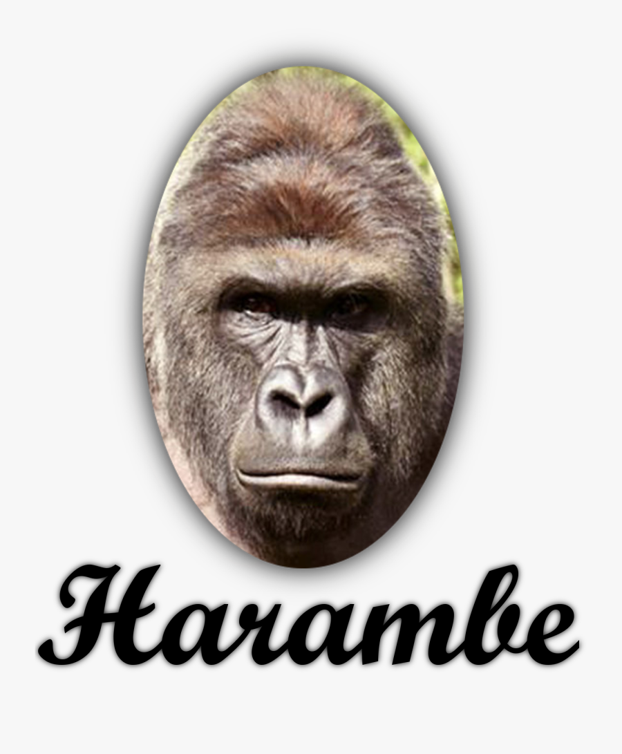 Harambism On Twitter - Lenovo 4k 144hz Monitor, Transparent Clipart