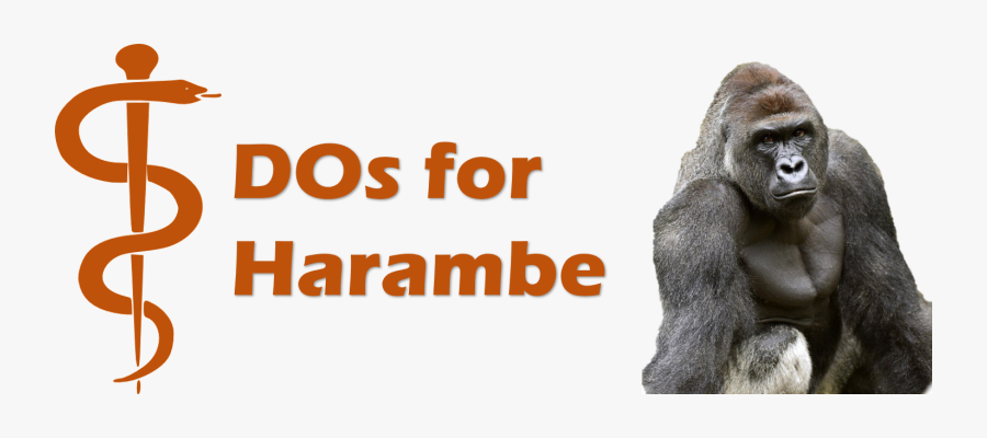 Harambe Png Transparent - Harambe Png, Transparent Clipart