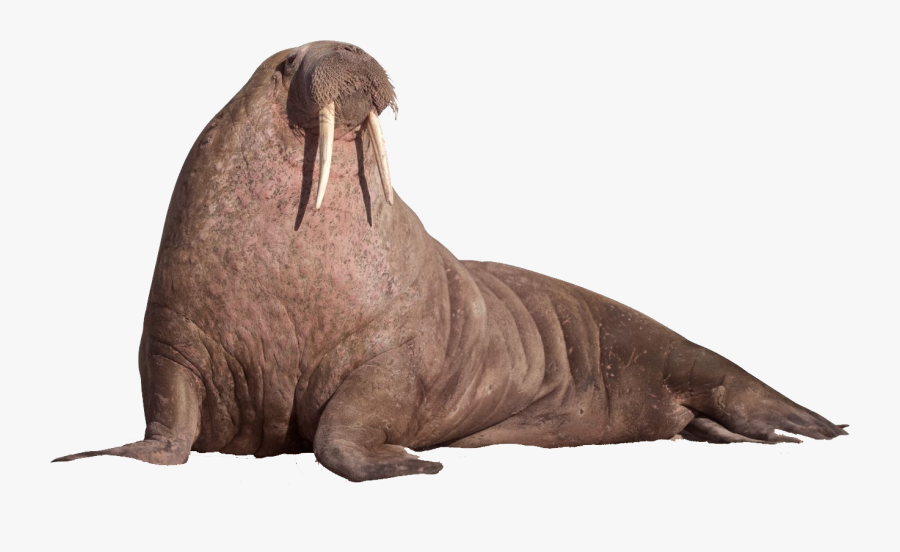 Walrus Png, Transparent Clipart