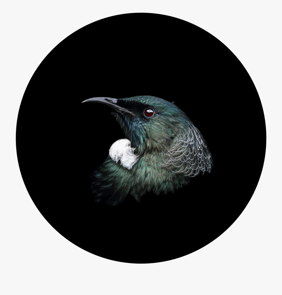 Tui / Tūī Limited Edition Of - Nz Bird Portraits, Transparent Clipart