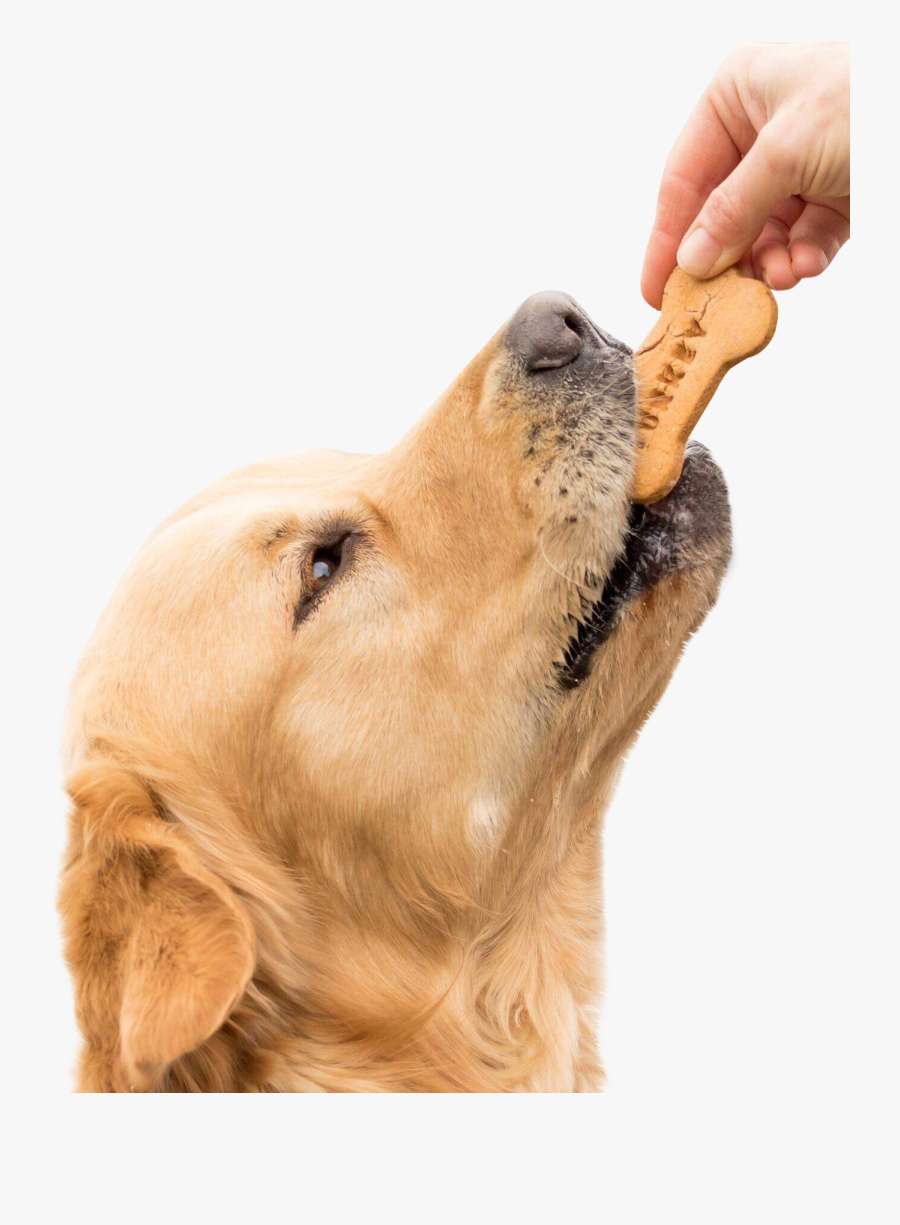 Companion Dog, Transparent Clipart