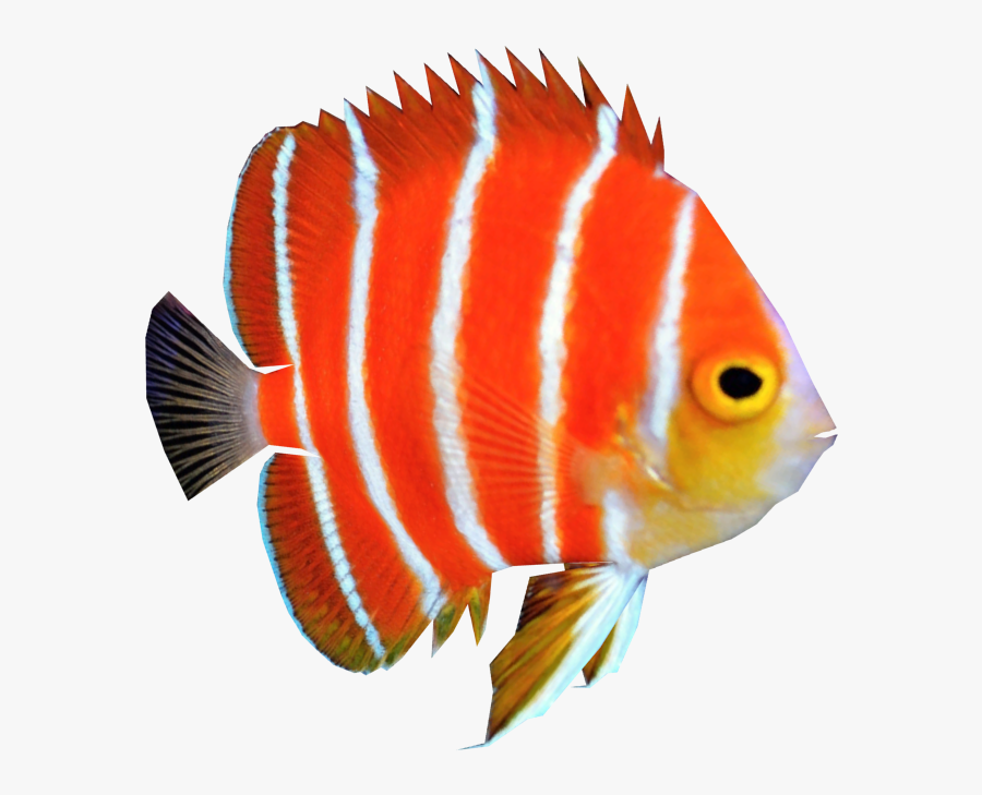 Fish Png Images Hd, Transparent Clipart
