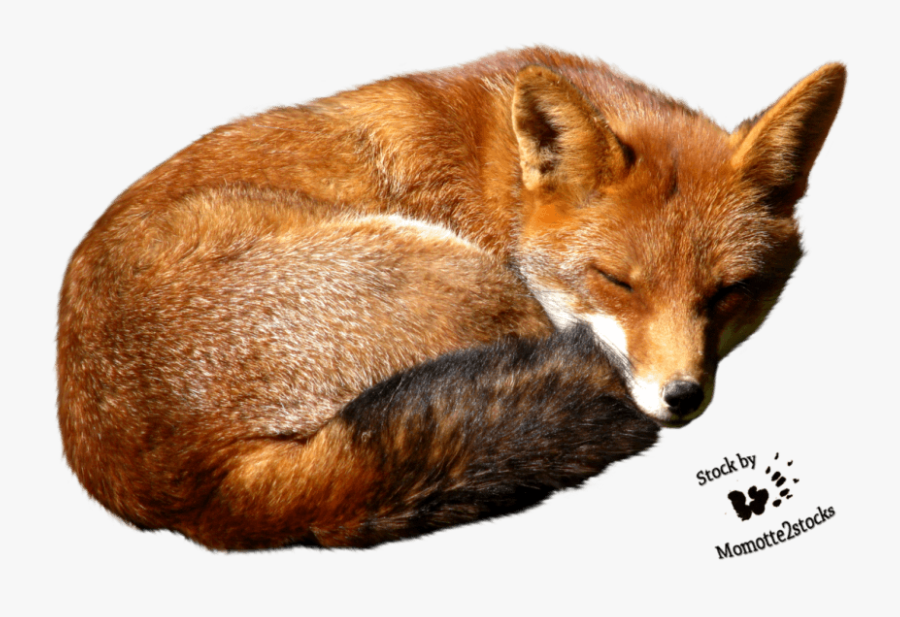 Transparent Fox Clipart Png - Red Fox Png, Transparent Clipart