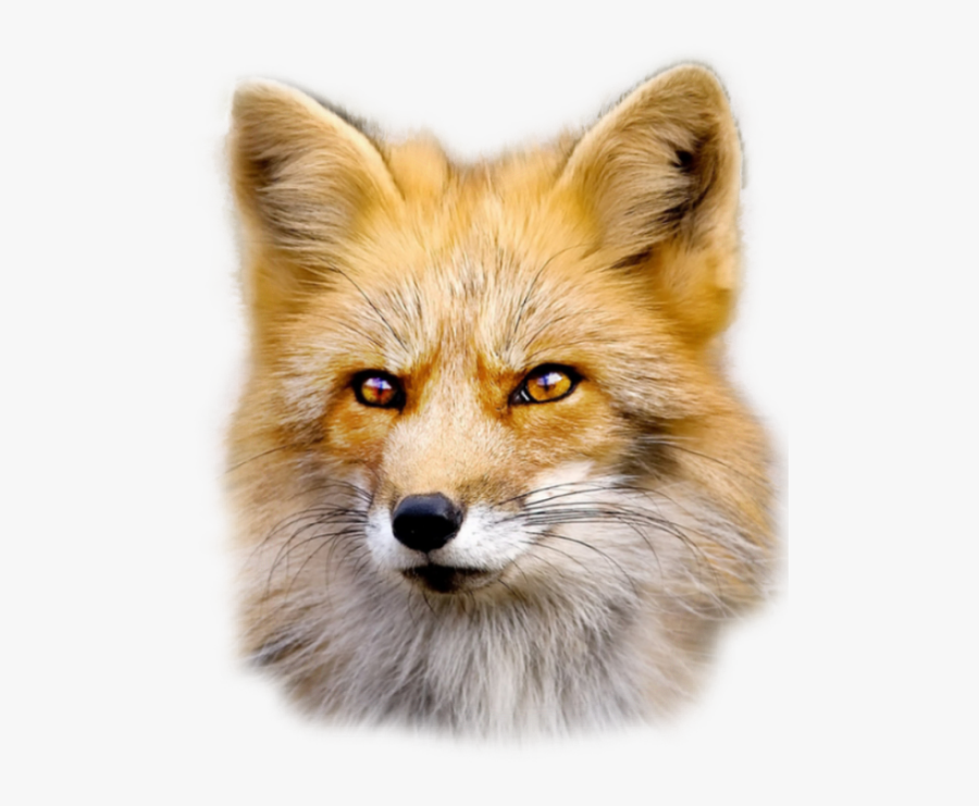 Transparent Fox Clipart Png - Fur Is Worn By Beautiful Animals And Ugly People, Transparent Clipart