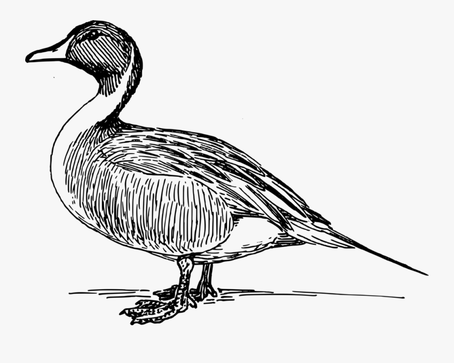Duck Clipart Black And White Clipart - Free Duck Vector, Transparent Clipart