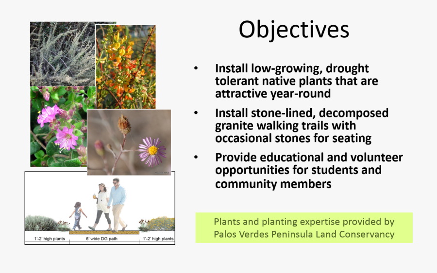 Crocus, Transparent Clipart